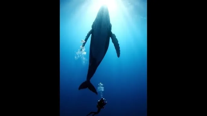 制作人在线观看 - 深蓝星球：探索海洋深处的未知世界